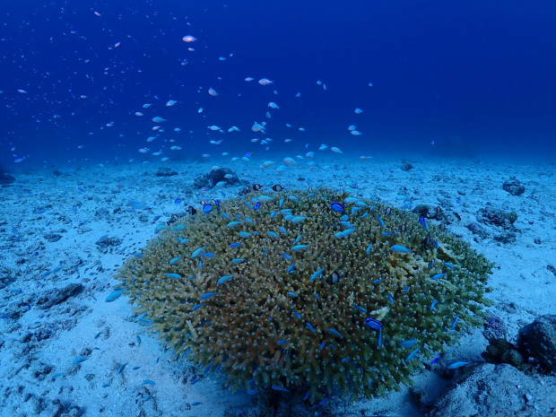 ドリーことナンヨウハギの幼魚に群がる大人たち♪水温は場所によっては25度台に